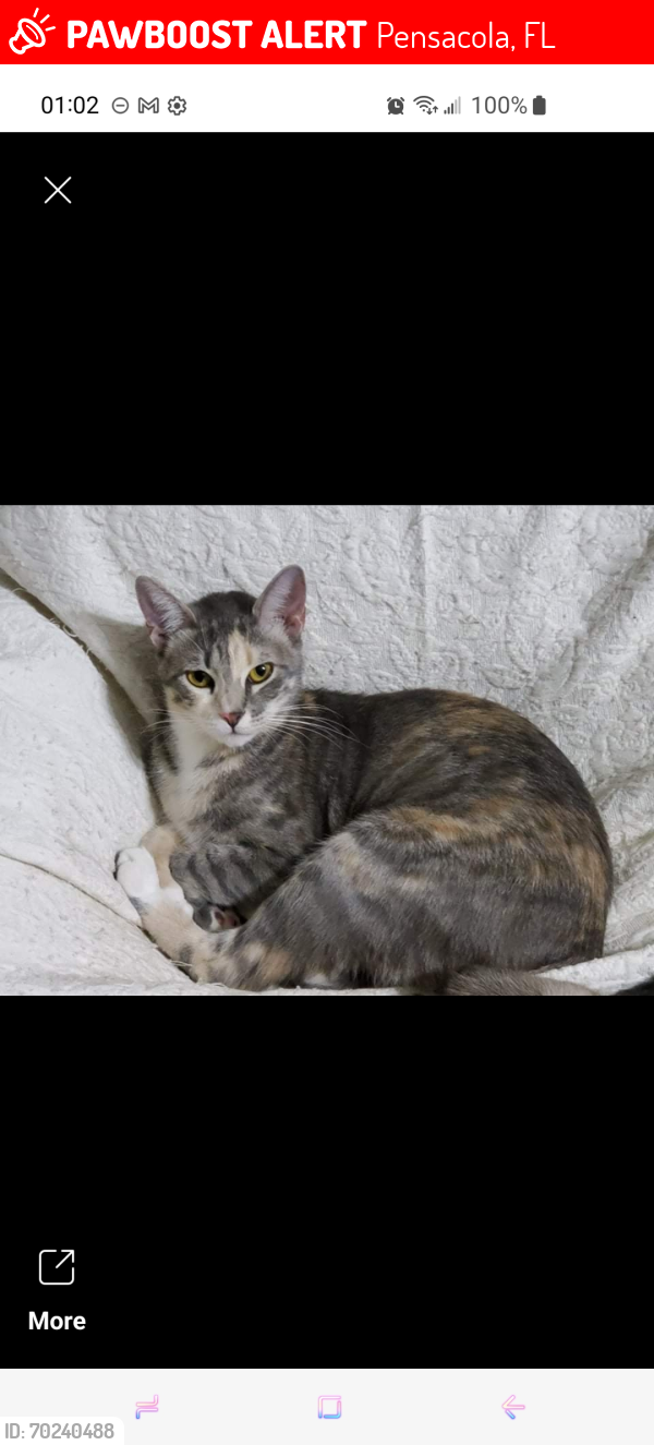 Lost Female Cat last seen Edison and Alexandria, Pensacola, FL 32505