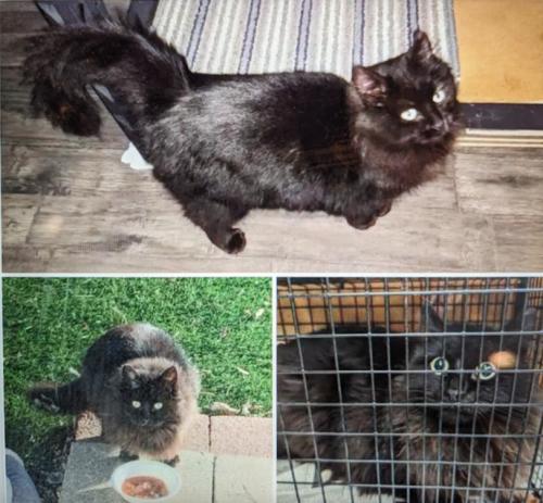 Lost Female Cat last seen NE Nelly Street, Hillsboro, OR 97124