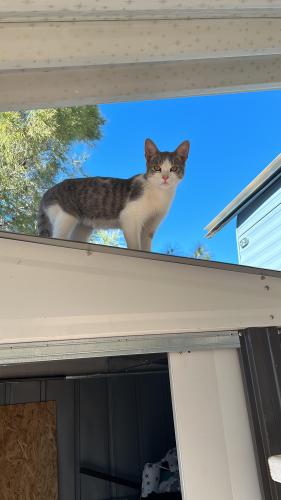 Lost Male Cat last seen Sunset Resort MHP on E Main st, Mesa, AZ 85207
