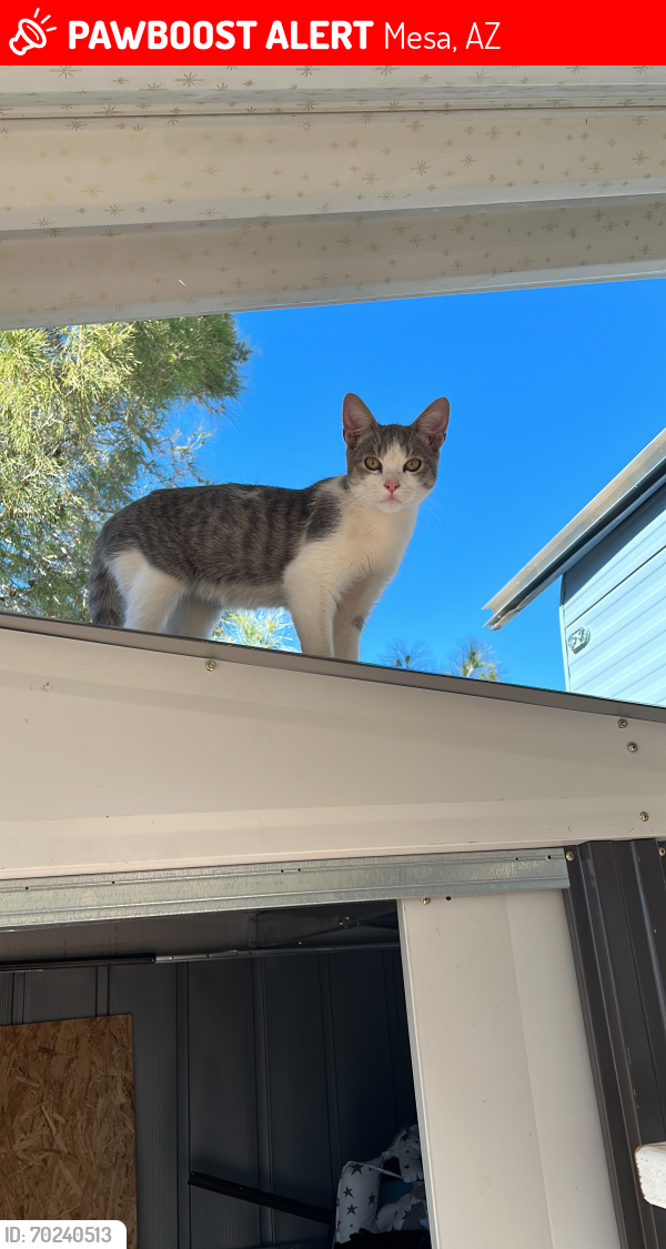Lost Male Cat last seen Sunset Resort MHP on E Main st, Mesa, AZ 85207