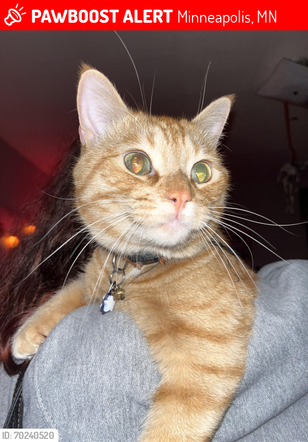 Lost Male Cat last seen Dinky town west of campus, Minneapolis, MN 55414