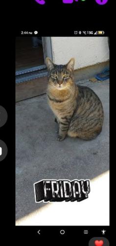 Lost Male Cat last seen N.conecption & c ollege drive, Santa Maria, CA 93454