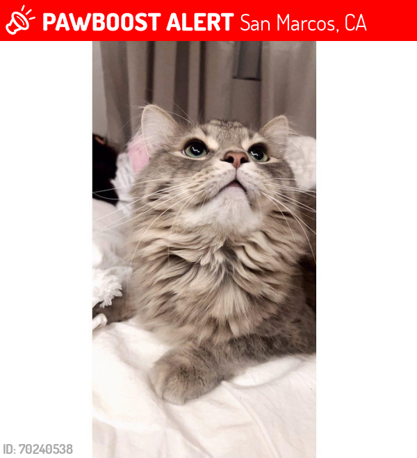 Lost Male Cat last seen Stephanie Ct , San Marcos, CA 92078