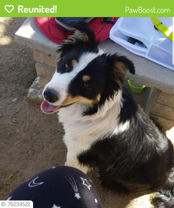 Reunited Male Dog last seen Yucca Loma rd, Apple Valley, CA 92308