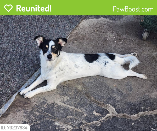 Reunited Female Dog last seen Lanark and Langdon, Los Angeles, CA 91406