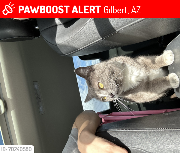 Lost Female Cat last seen Gilbert Rd and Vaughn Ave , Gilbert, AZ 85234