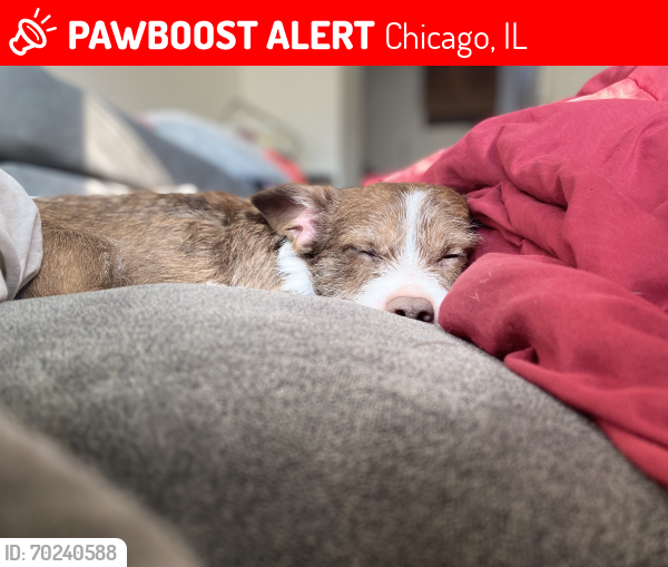 Lost Male Dog last seen McDonald’s , Chicago, IL 60617