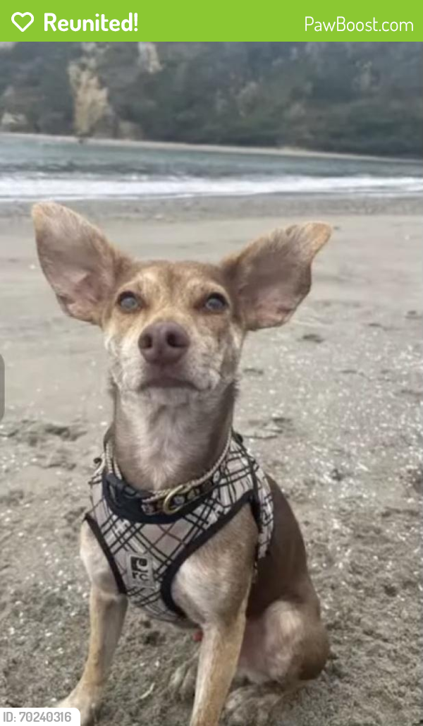 Reunited Male Dog last seen Stinson Beach, CA 94970, USA, Stinson Beach, CA 94970