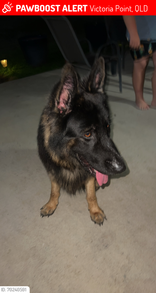 Lost Male Dog last seen Near kingfisher road Victoria point , Victoria Point, QLD 4165