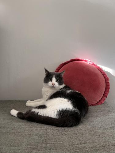 Lost Male Cat last seen On Olin and S Garth ave, Los Angeles, CA 90034