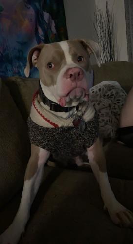 Lost Male Dog last seen Near the Ping Tower, Sacramento, CA 95838