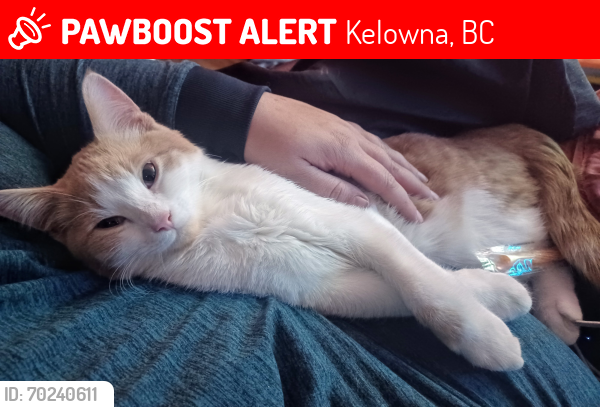 Lost Male Cat last seen Scott creek road /Mckenzie road/near kelowna airport, Kelowna, BC 
