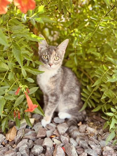 Lost Female Cat last seen E Los Altos and a autumn dr , Gilbert, AZ 85297