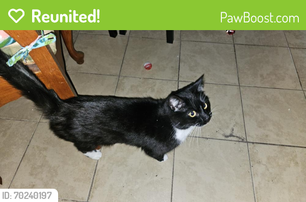 Reunited Male Cat last seen 49th Street and Colley Ave, Norfolk, VA 23508