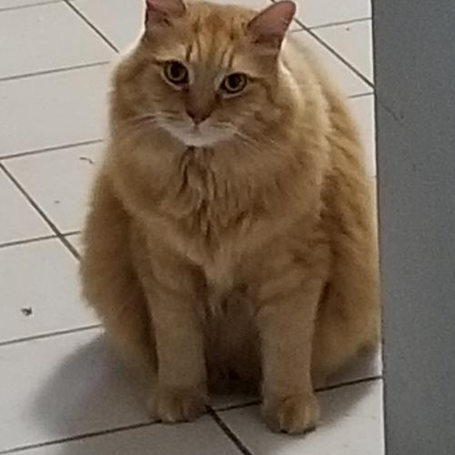 Lost Male Cat last seen King Rd, Burlington, ON L7T 3T2