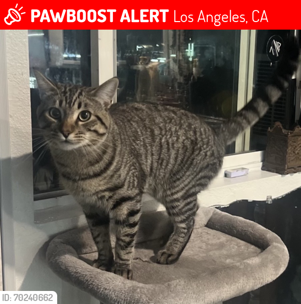 Lost Male Cat last seen Corbin/partheina st, Los Angeles, CA 91324