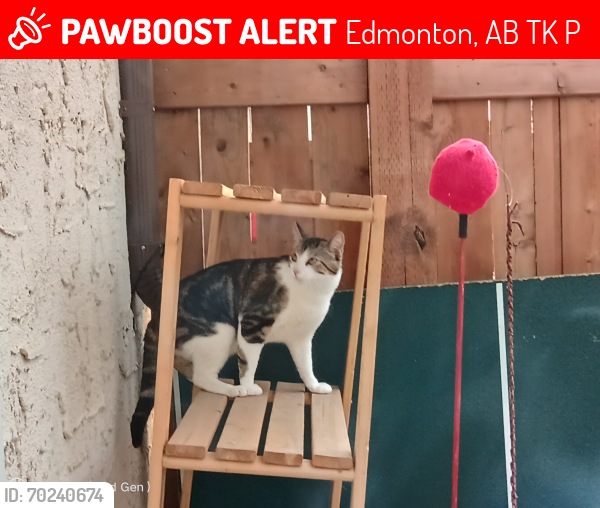 Lost Male Cat last seen Lakewood Road West, Edmonton, AB T6K 3P2