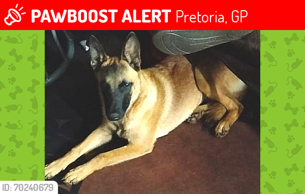 Lost Female Dog last seen Near Rentia Street Onderstepoort, Pretoria, GP 0110