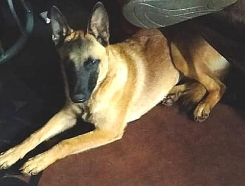 Lost Female Dog last seen Near Rentia Street Onderstepoort, Pretoria, GP 0110