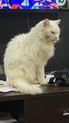 Lost Male Cat last seen Bates street Cranbourne west, Cranbourne West, VIC 3977