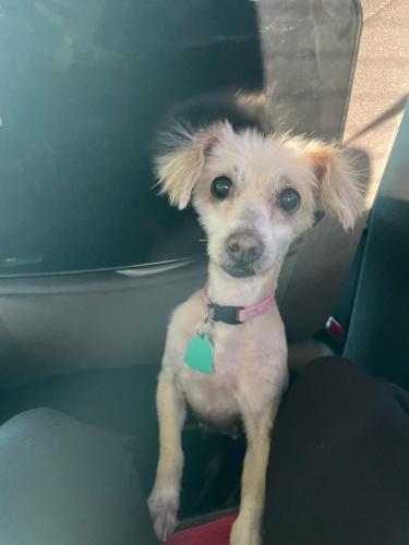 Lost Female Dog last seen 32nd St and 4th ave, Yuma, AZ 85365
