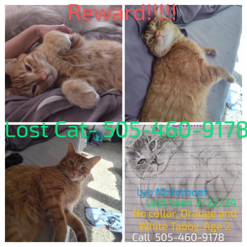 Lost Male Cat last seen Comanche/JuanTabo, Albuquerque, NM 87111