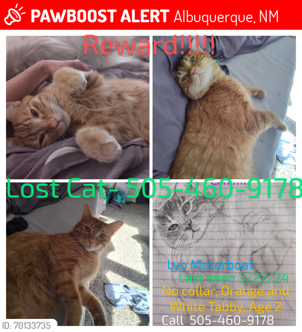 Lost Male Cat last seen Comanche/JuanTabo, Albuquerque, NM 87111