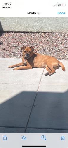Lost Female Dog last seen Bell rd and 63rd ave , Glendale, AZ 85304