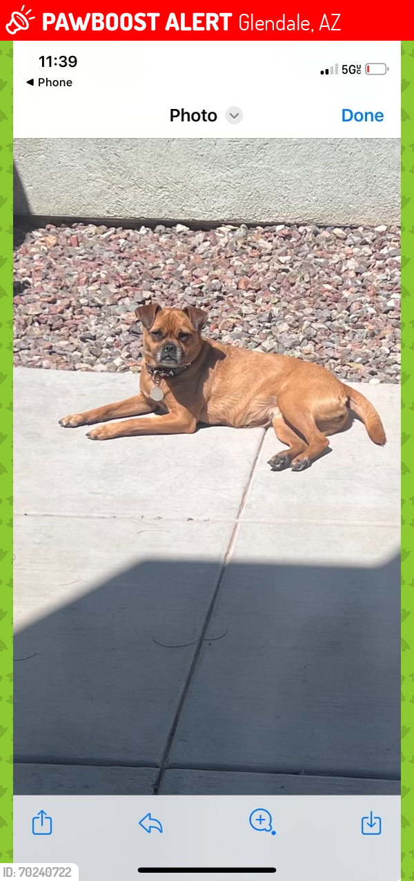 Lost Female Dog last seen Bell rd and 63rd ave , Glendale, AZ 85304