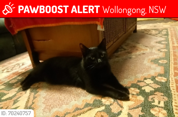 Lost Male Cat last seen Coles express wollongong, Wollongong, NSW 2500