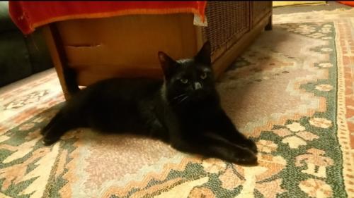 Lost Male Cat last seen Coles express wollongong, Wollongong, NSW 2500