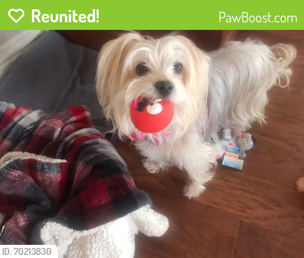 Reunited Female Dog last seen Perry St and 21st St, Rogers, AR 72758