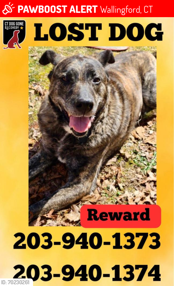 Lost Male Dog last seen Quinnipiac Campus, Hamden, CT 06514