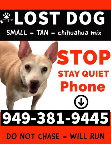 Lost Male Dog last seen Saddleback College Drive & Marguerite , Mission Viejo, CA 92691