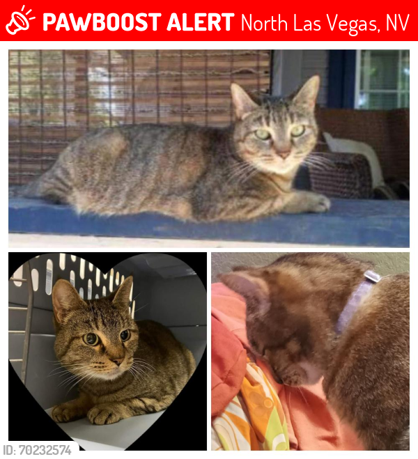 Lost Female Cat last seen Hotel Jefe. 3227 Civic Center Dr. / Cope Ave., North Las Vegas, NV 89030