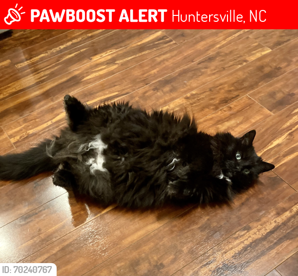 Lost Female Cat last seen Ranson Road and Stumptown Road, Huntersville, NC 28078