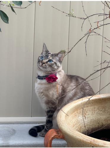 Lost Female Cat last seen Busch st in spring valley, Spring Valley, CA 91977