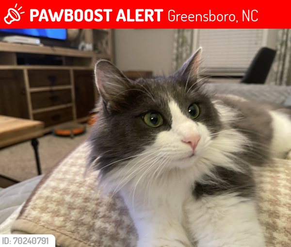 Lost Male Cat last seen Church St. Lake Jeanette area, Greensboro, NC 27455