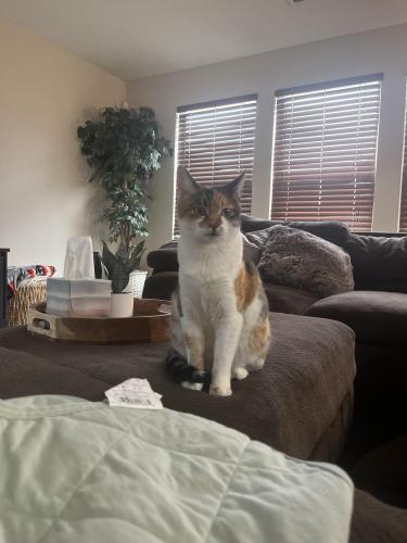 Lost Female Cat last seen In and around the neighborhood closest to los montoyas park , Rio Rancho, NM 87144