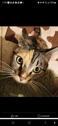 Lost Female Cat last seen Mackenzie Middle School, Lubbock, TX 79416