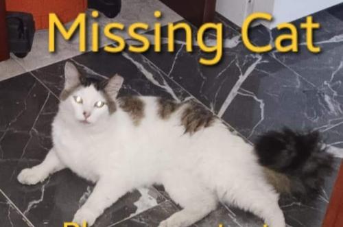 Lost Male Cat last seen Sheridan  road bremerton  wa, Bremerton, WA 98310