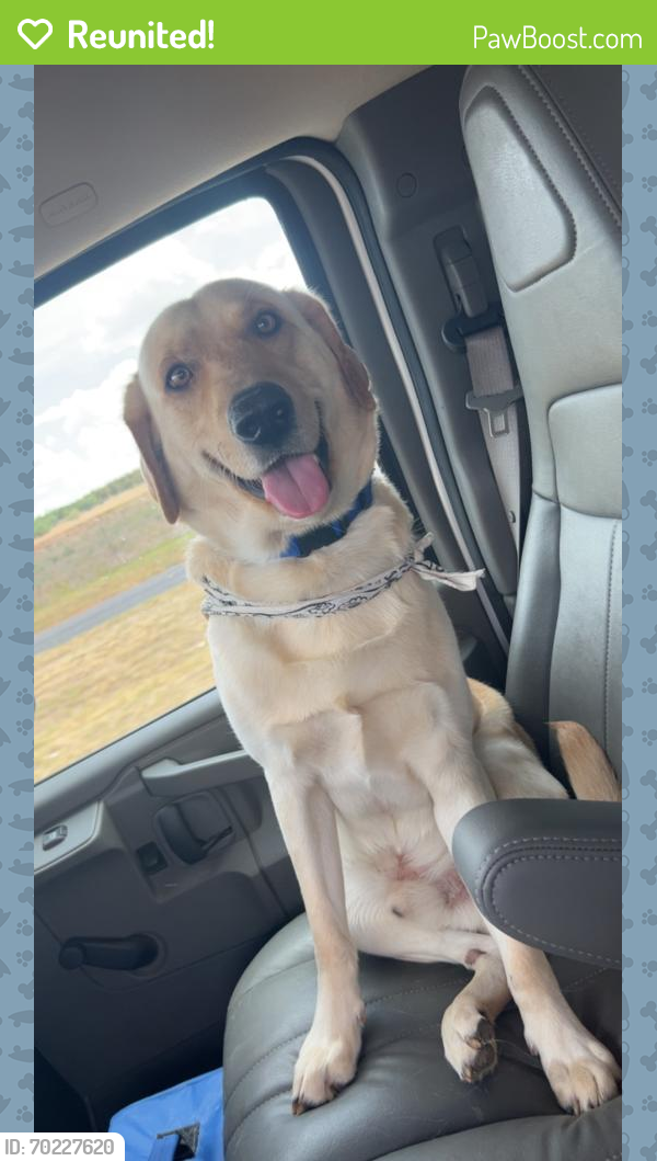 Reunited Male Dog last seen He likes to walk to big lots but I haven’t seen him, Odessa, TX 79762