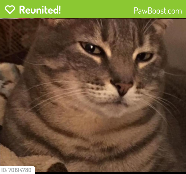 Reunited Male Cat last seen Valleybrook townhomes/ Brookmead Circle/ Leaside Ln, Chattanooga, TN 37343