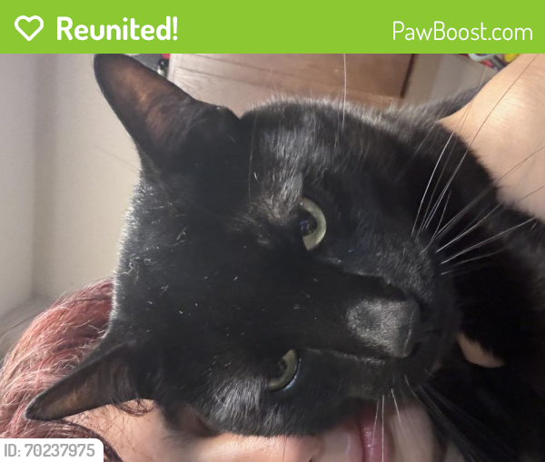 Reunited Male Cat last seen Near w 154th st, Orland Park, IL 60462