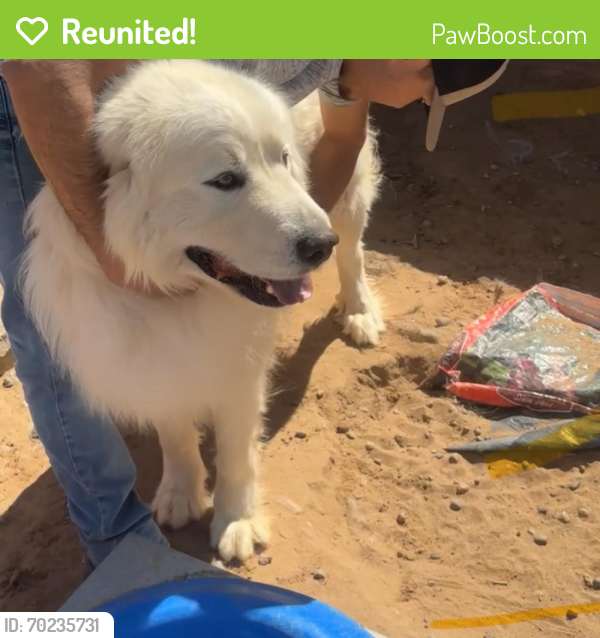 Reunited Male Dog last seen Coors and Quail or Coors and Sequoia, Albuquerque, NM 87120