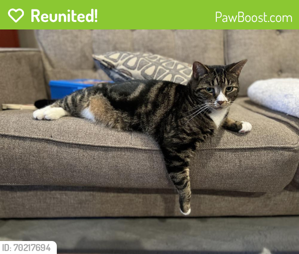 Reunited Male Cat last seen Remsen Pl between Grand Ave and Perry Ave , Queens, NY 11378