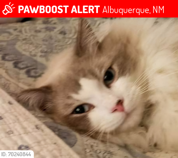 Lost Male Cat last seen Isleta and Gun Club, Albuquerque, NM 87105