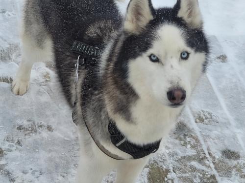 Lost Male Dog last seen Vance rd and 681, Scipio Township, OH 45769