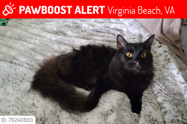Lost Male Cat last seen Bethune and lee highlands, Virginia Beach, VA 23452