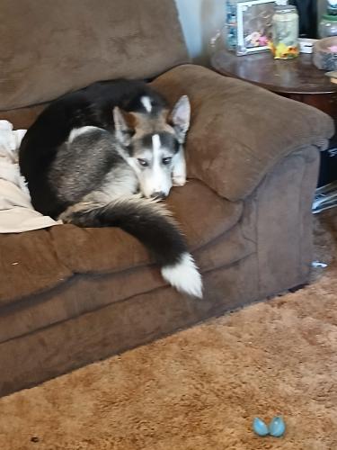 Lost Male Dog last seen Between Pharoah  and Marshall rd, Valley Park, MO 63088